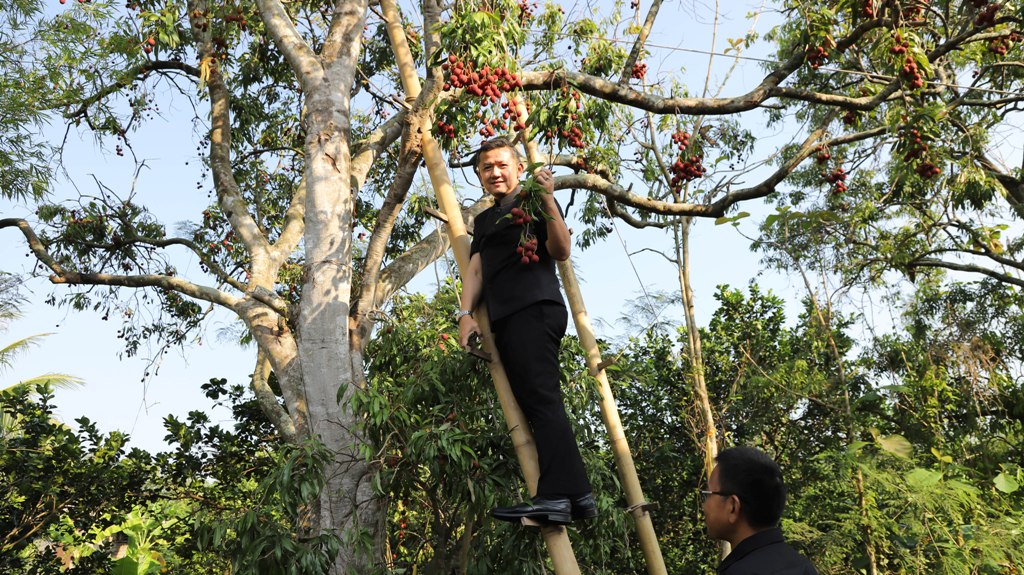 ผู้ว่าฯ สมุทรสงคราม เข้าสวนลิ้นจี่พร้อมทำอาหารเมนูแกงเขียวหวานเป็ดย่างลิ้นจี่ยอดมะพร้าวอ่อน พร้อมเชิญชวนนักท่องเที่ยวมาลิ้มลอง
